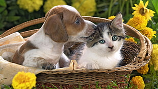 tan and white puppy and white brown kitten in basket